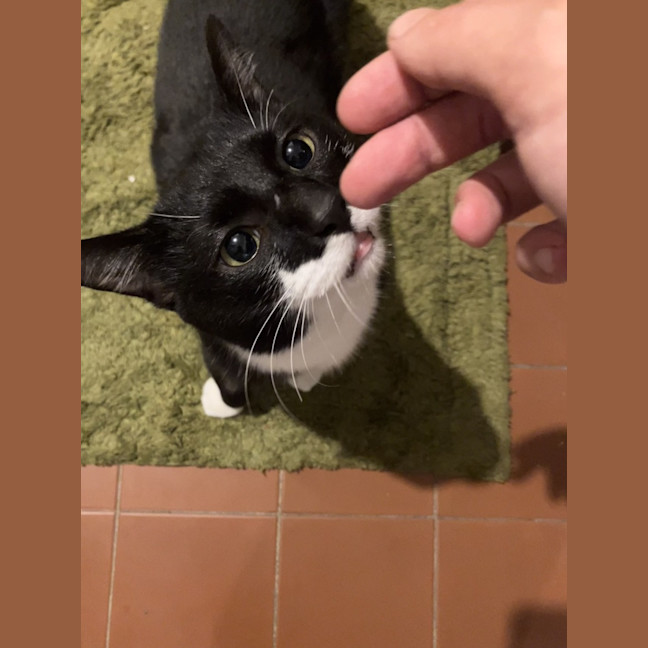 Photo of Felix