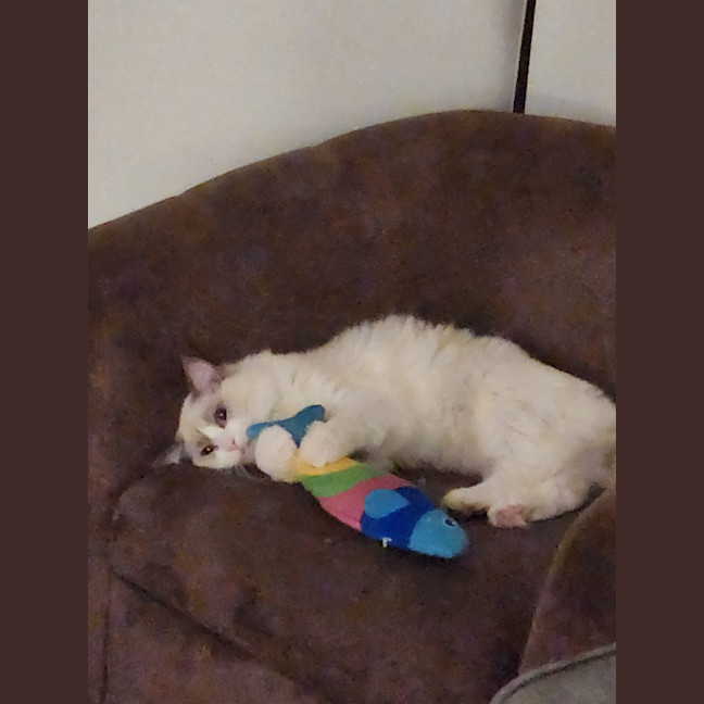 Photo of Shiro