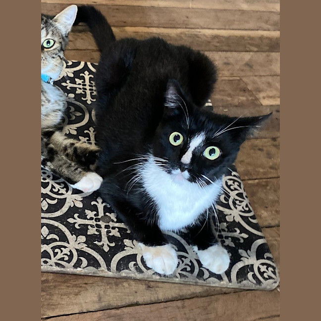 Photo of Smokie