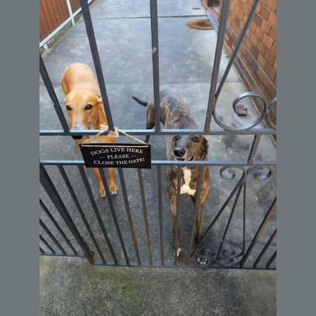 Photo of Tomi, The Greyhound