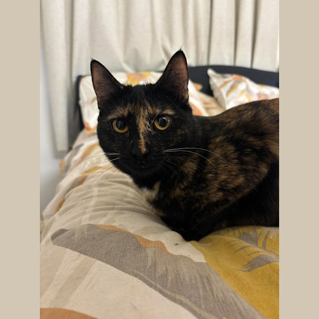 Photo of Whisper