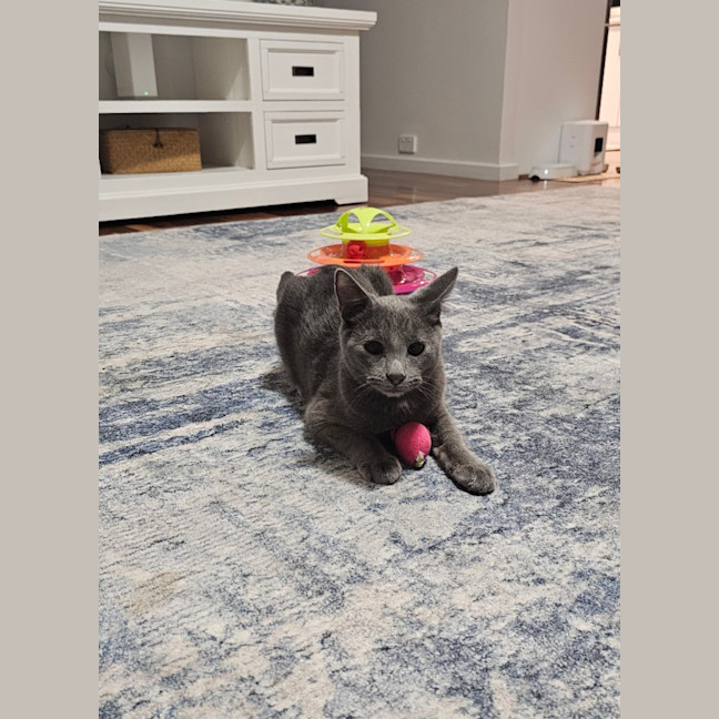 Photo of Harley