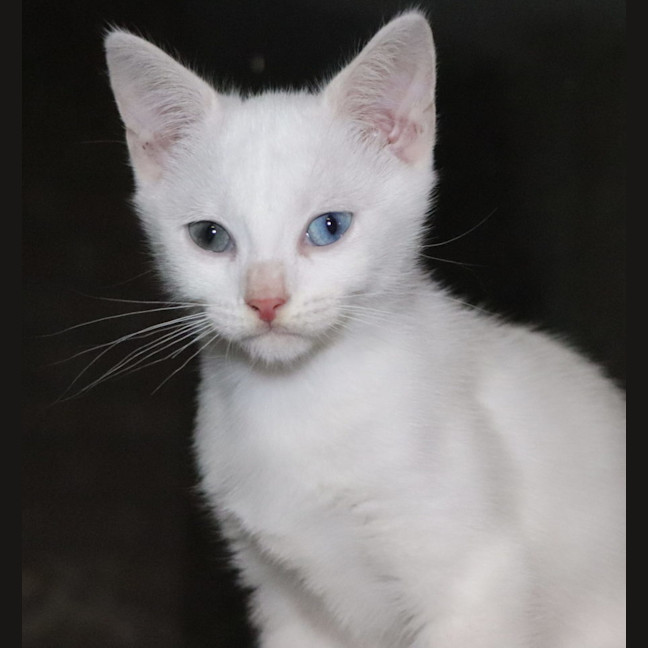 Photo of Snowy