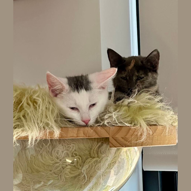 Photo of Bernie   Located In Bellfield