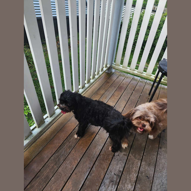 Photo of Nala And Ruby 