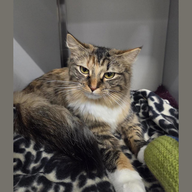 Photo of Cassie (Bonded With Polly)