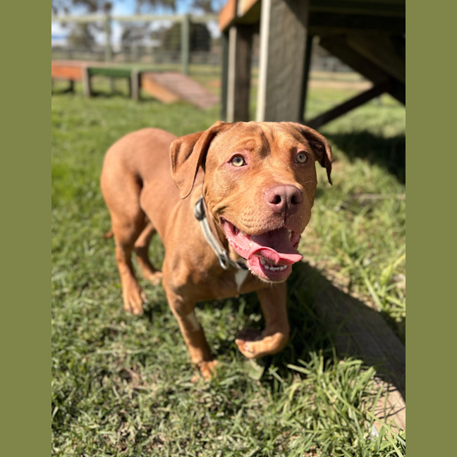 Photo of Stubby