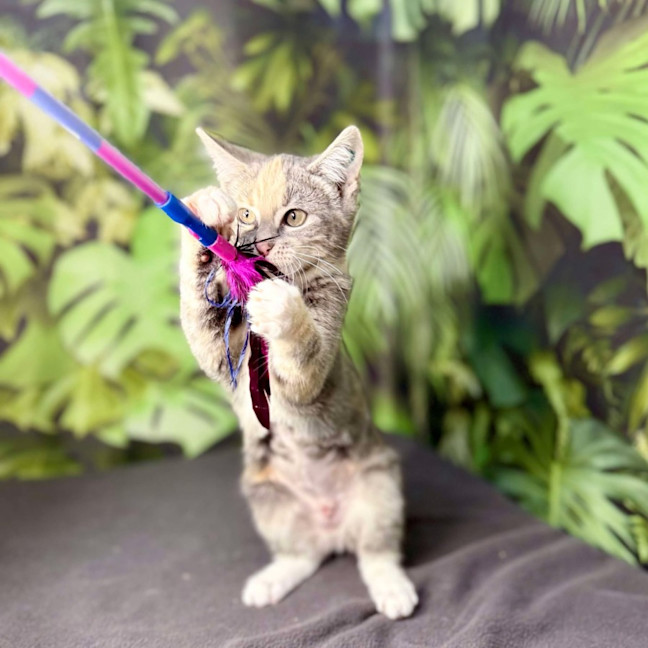 Photo of Opal (Located In Preston) 