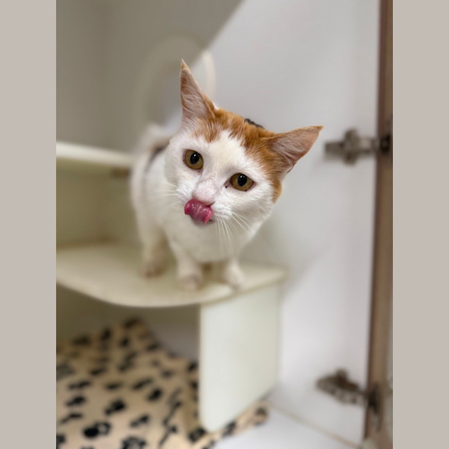 Photo of 🎪 Talulah 6700 🎪