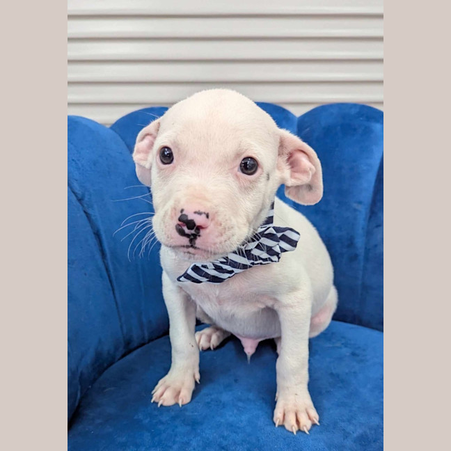 Photo of Luke Sky Barker