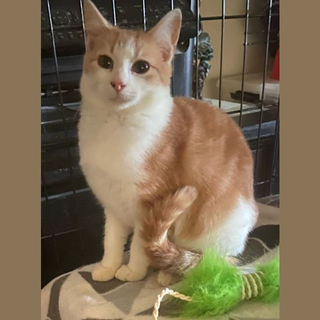 Photo of Layla * 9 Lives Project Rescue*