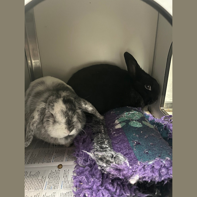 Photo of Saoirsey (Bonded To Tommy)