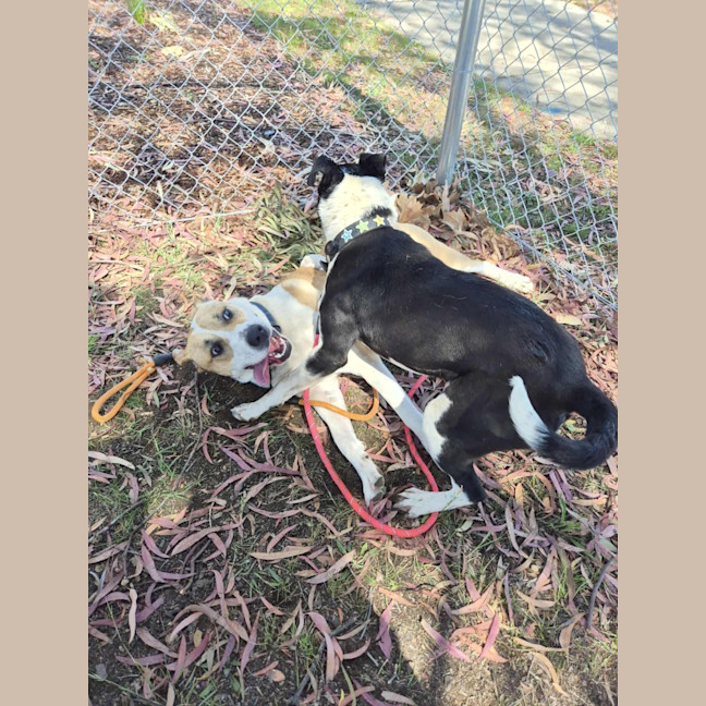 Photo of Butters! 🧈💛