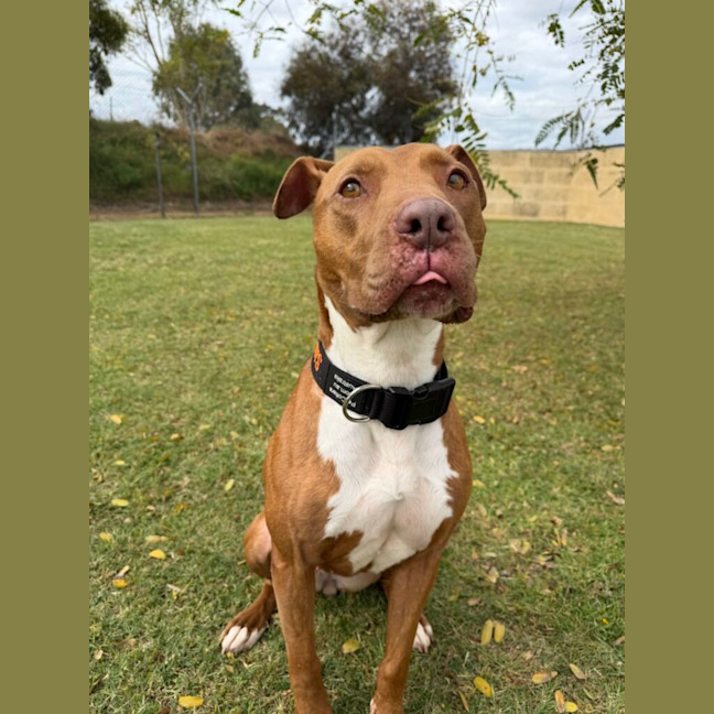Photo of Honey