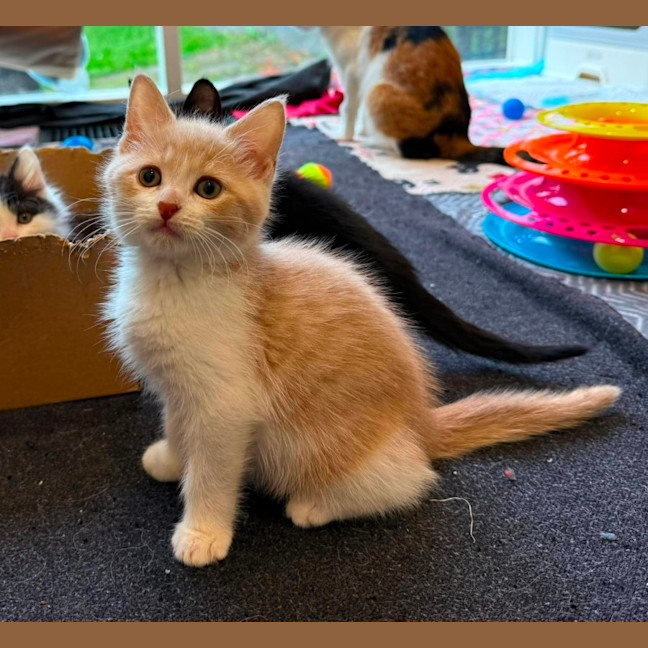 Photo of Nori ** 2nd Chance Cat Rescue**