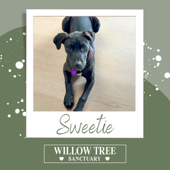 Photo of Sweetie