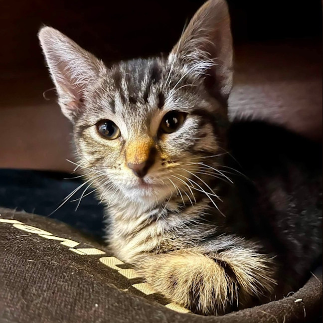 Photo of Dorito