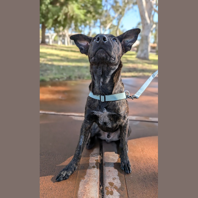 Photo of Koda
