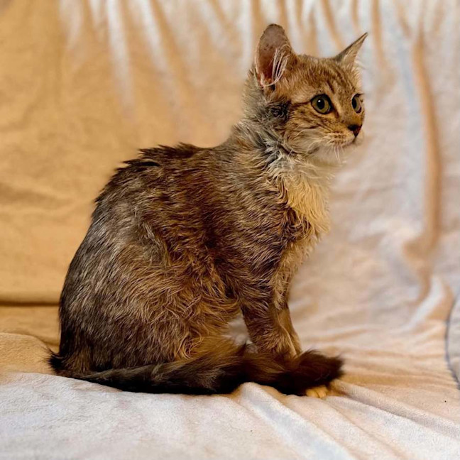 Photo of Milo   In Foster Care In Templestowe