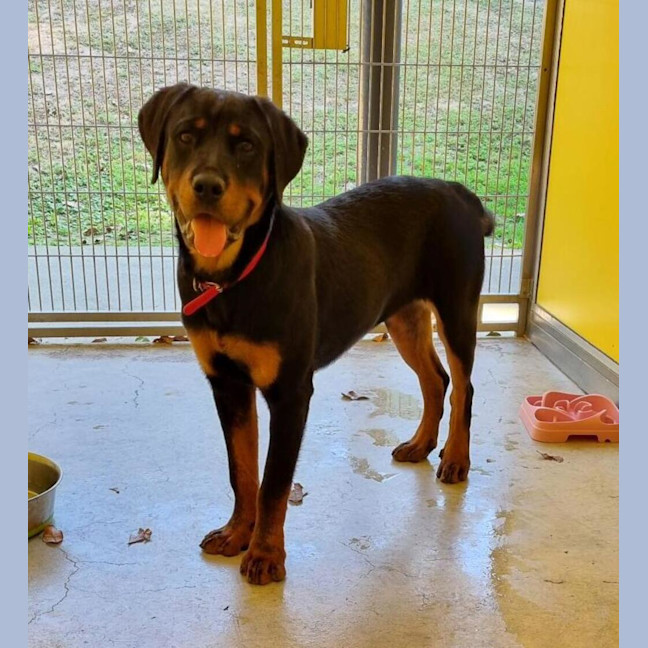 Photo of Buddy