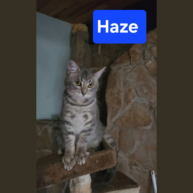 Photo of Haze
