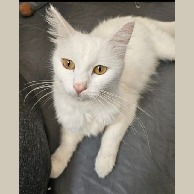 Photo of Lilly