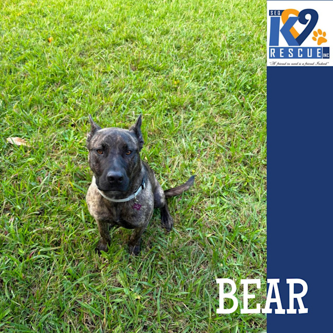 Photo of Bear