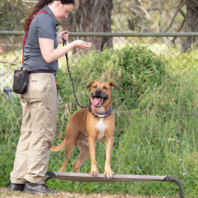 Photo of Chipper
