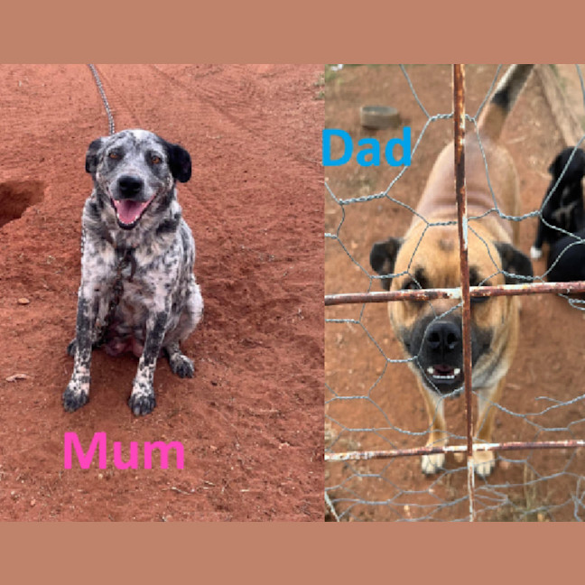 Photo of The Hawaiian Boys!