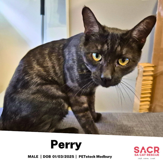 Photo of Perry