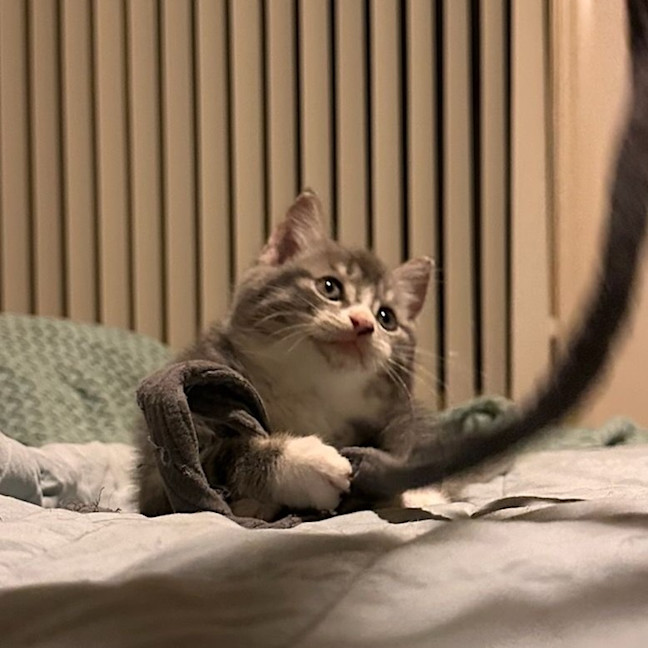 Photo of Ember