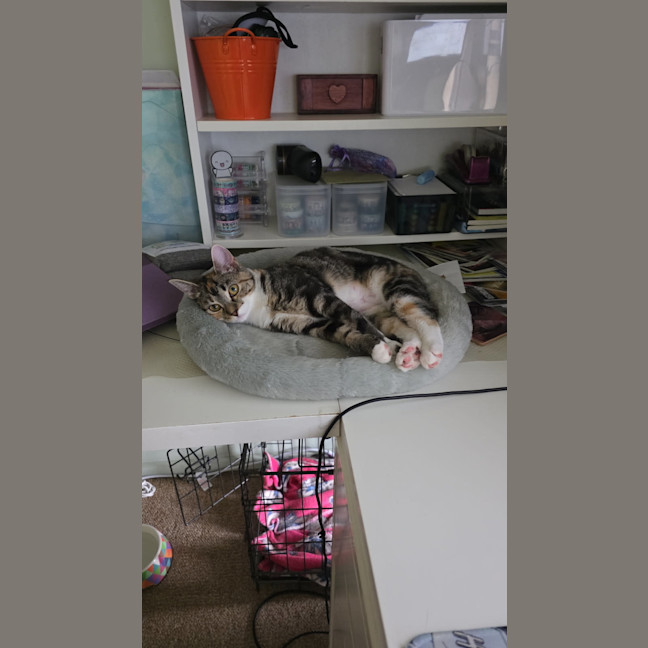Photo of Wanda