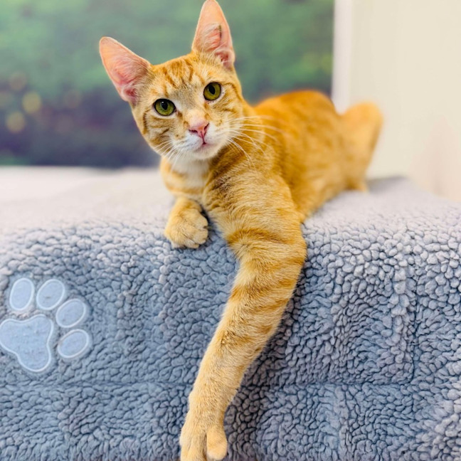 Photo of Scout   Located In Preston