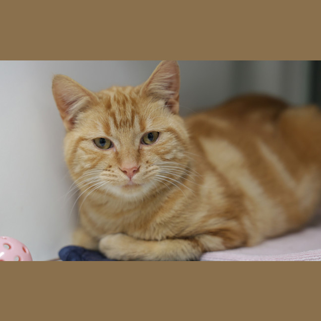 Photo of Amos