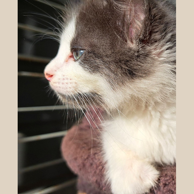 Photo of C1447 Silvester