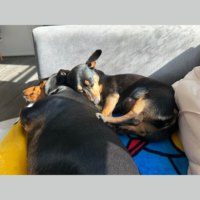 Photo of Tessa 💝 4 Year Old Dachshund X