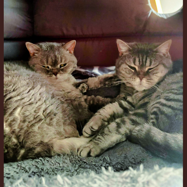 Photo of 🍪Carob & Crumble🍪