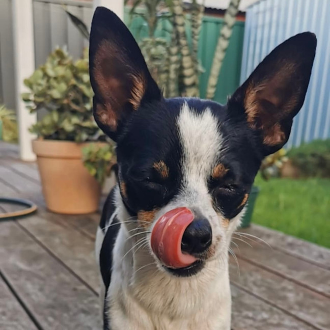Photo of Oreo 🎾