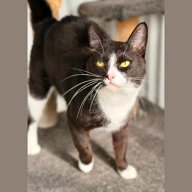 Photo of Maow Maow