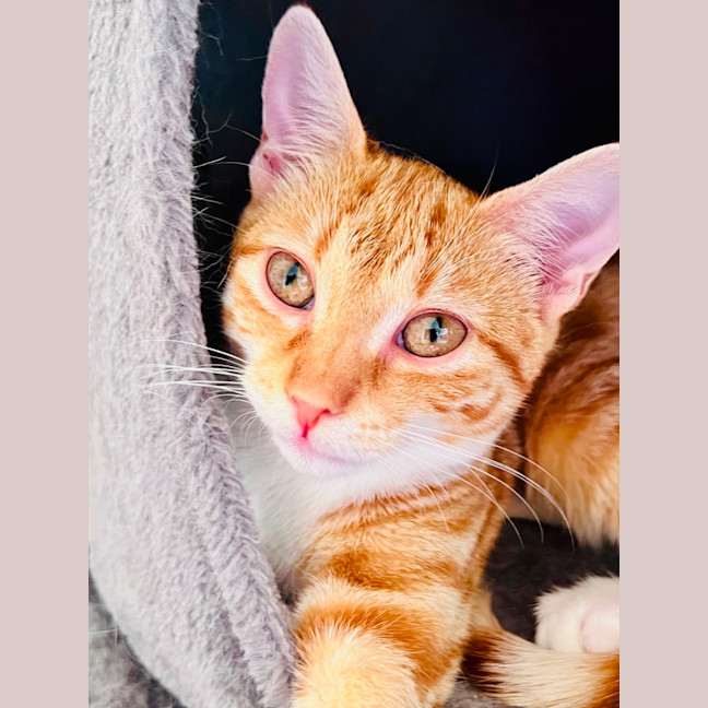 Photo of Beatrice