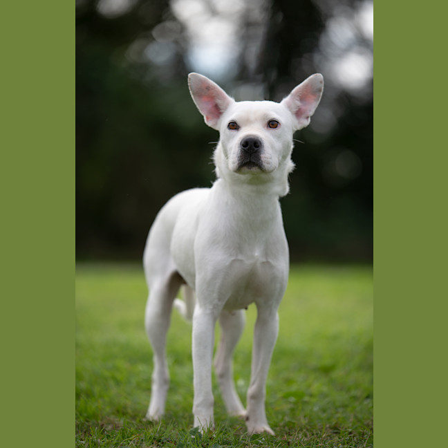 Photo of Casper