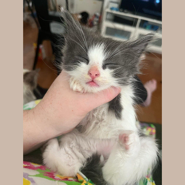 Photo of Smudge