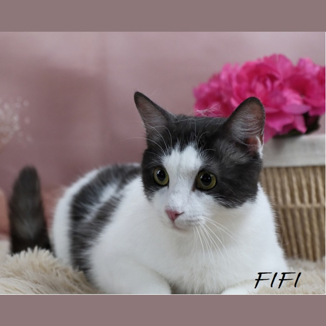 Photo of Fifi