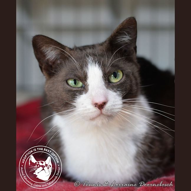 Photo of Leo And Lacy   Bonded Pair