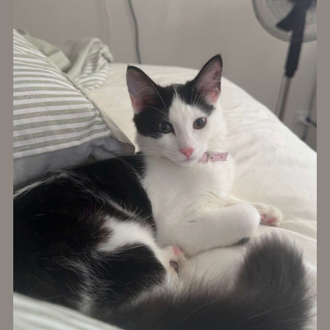Photo of Luna