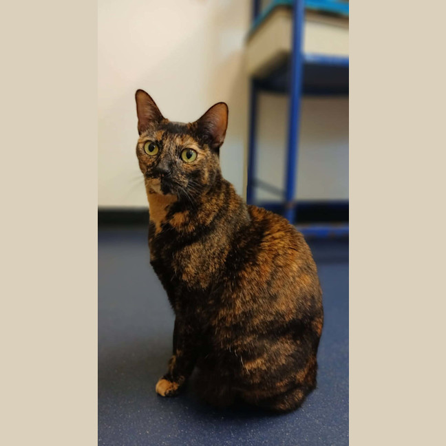 Photo of Tilly