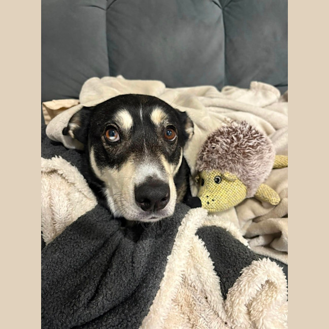 Photo of Diesel *$350 Adoption Fee*