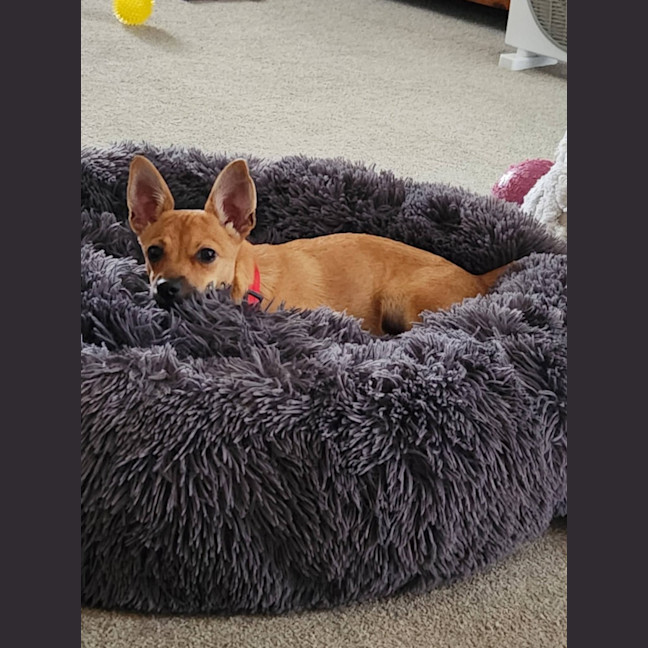 Photo of Micky   4 Month Old Chihuahua X