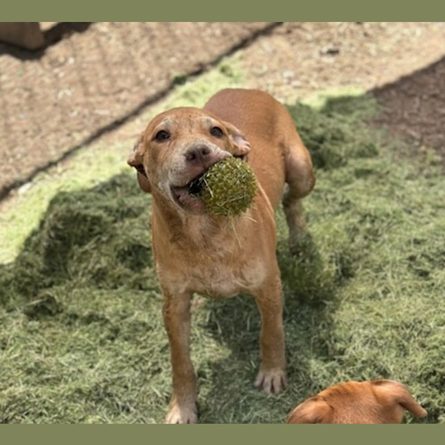 Photo of Tip (Tippy)