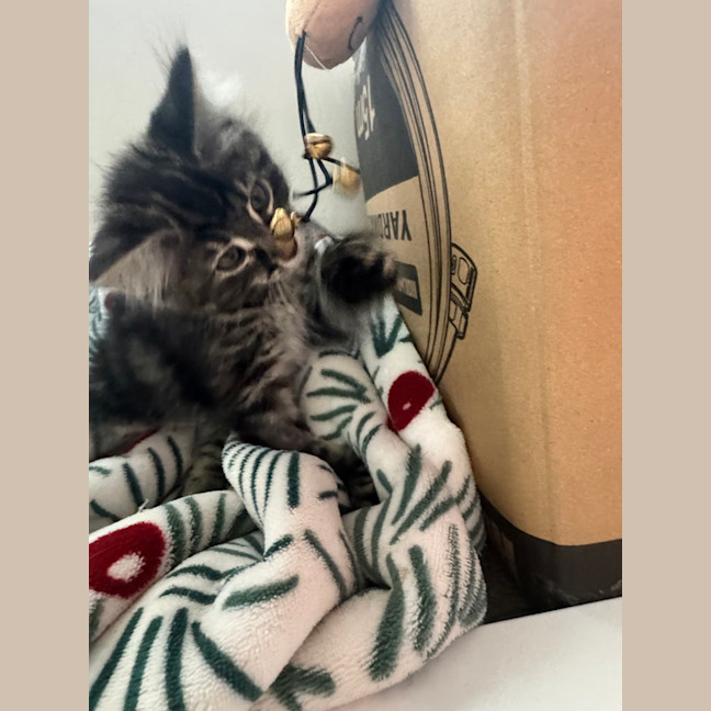 Photo of Purrora (Was Midnight Snack)